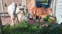 Hewan Kurban berupa sapi bantuan dari Warga Jawa yang tinggal di Sulawesi Tengah siap untuk disembelih.