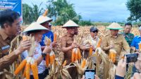 Kerukunan Keluarga Jawa Sulawesi Tengah (KKJST) melaksanakan Panen Raya Perdana Jagung di Desa Bora, Kabupaten Sigi, Provinsi Sulteng, Senin, (11/8/2025) sore.