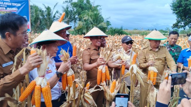 Kerukunan Keluarga Jawa Sulawesi Tengah (KKJST) melaksanakan Panen Raya Perdana Jagung di Desa Bora, Kabupaten Sigi, Provinsi Sulteng, Senin, (11/8/2025) sore.
