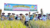 Panen raya padi perdana yang berlangsung di Desa Sibalaya Utara, Kecamatan Tanambulava, Kabupaten Sigi, Kamis (4/9/2025).